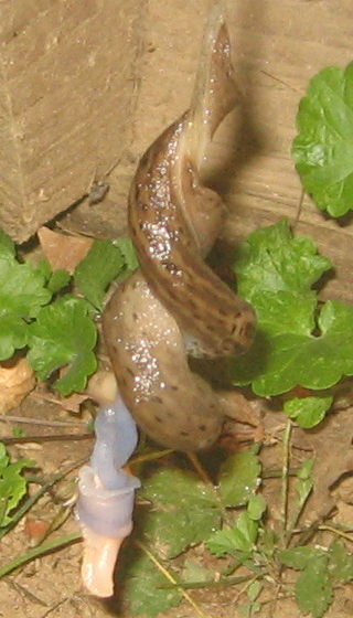 The beginning of slug sex.
